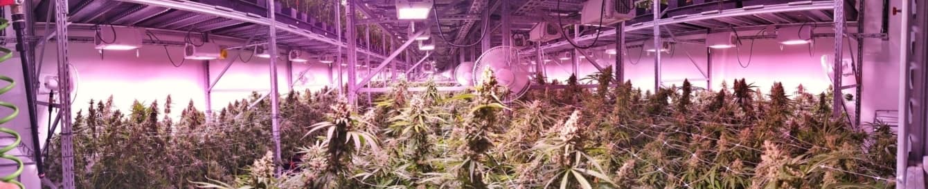 Marijuana garden indoor grow area under artificial lights
